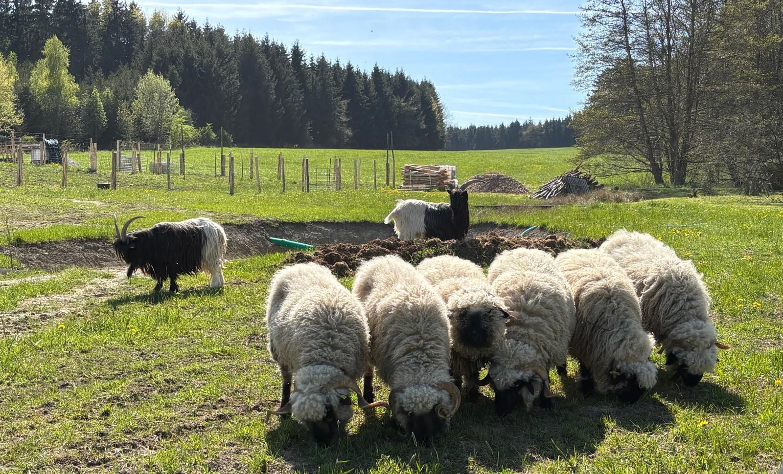 Schafe und Ziegen auf der Wiese der Aufrechtstiftung