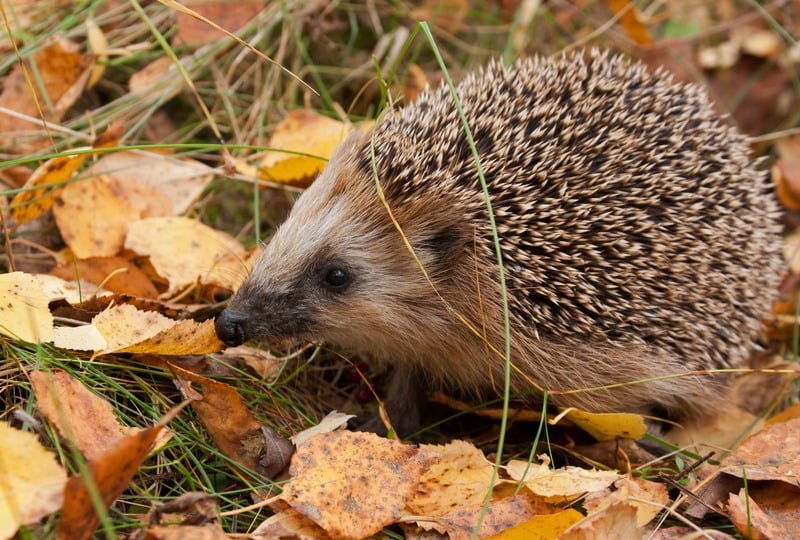 Igel im Herbstlaub