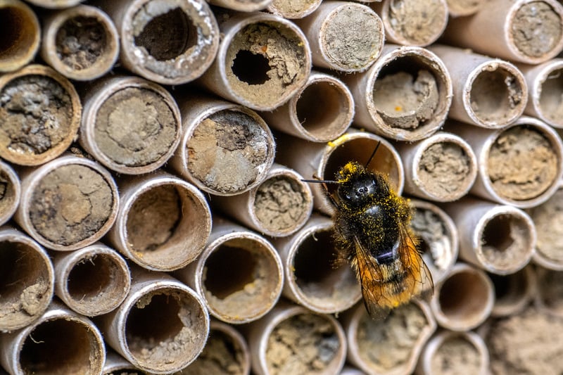 Wildbiene an einem Insektenhotel