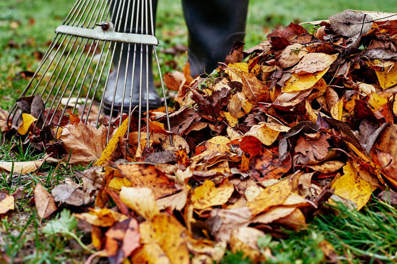 Gärtner harkt Laubhaufen im Garten zusammen