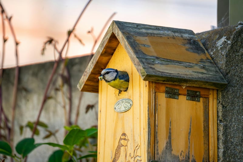 Blaumeise verlässt einen Vogelnistkasten